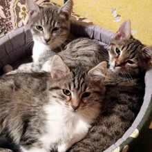 RONNY, Katze, Europäisch Kurzhaar in Bulgarien - Bild 3