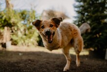 WILLOW, Hund, Mischlingshund in Hückeswagen - Bild 1