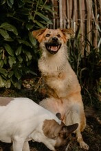 WILLOW, Hund, Mischlingshund in Hückeswagen - Bild 2