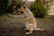 WILLOW, Hund, Mischlingshund in Hückeswagen - Bild 3