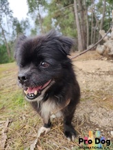 JOSUE, Hund, Mischlingshund in Portugal - Bild 2