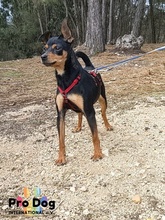 MOGLI, Hund, Mischlingshund in Portugal - Bild 3