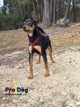 MOGLI, Hund, Mischlingshund in Portugal - Bild 5