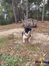 BENNY, Hund, Mischlingshund in Portugal - Bild 6