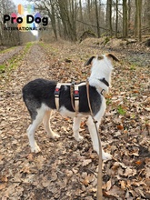 RONNY, Hund, Mischlingshund in Meldorf - Bild 3