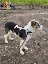 RONNY, Hund, Mischlingshund in Meldorf - Bild 4