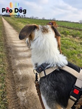 RONNY, Hund, Mischlingshund in Meldorf - Bild 5