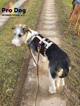 RONNY, Hund, Mischlingshund in Meldorf - Bild 6