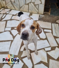 HILDE, Hund, Pointer-Mix in Portugal - Bild 1