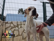 HILDE, Hund, Pointer-Mix in Portugal - Bild 5