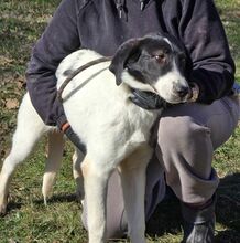 STELLA, Hund, Mischlingshund in Bulgarien - Bild 5