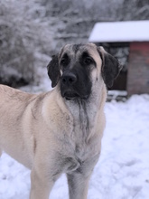 CLARA, Hund, Mastin Español in Edertal - Bild 1