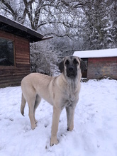 CLARA, Hund, Mastin Español in Edertal - Bild 10