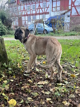 CLARA, Hund, Mastin Español in Edertal - Bild 17