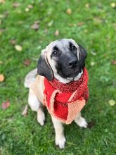 CLARA, Hund, Mastin Español in Edertal - Bild 26