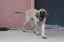 CLARA, Hund, Mastin Español in Edertal - Bild 29