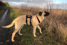 CLARA, Hund, Mastin Español in Edertal - Bild 3