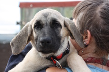 CLARA, Hund, Mastin Español in Edertal - Bild 31