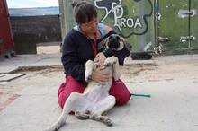 CLARA, Hund, Mastin Español in Edertal - Bild 33