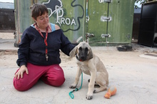 CLARA, Hund, Mastin Español in Edertal - Bild 36