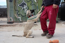 CLARA, Hund, Mastin Español in Edertal - Bild 37