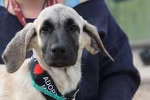 CLARA, Hund, Mastin Español in Edertal - Bild 38