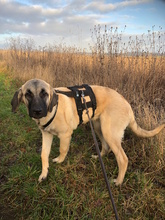 CLARA, Hund, Mastin Español in Edertal - Bild 4