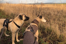 CLARA, Hund, Mastin Español in Edertal - Bild 6