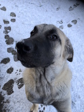 CLARA, Hund, Mastin Español in Edertal - Bild 9