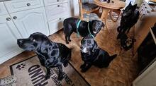 MORLE, Hund, Labrador Retriever in Utting - Bild 3