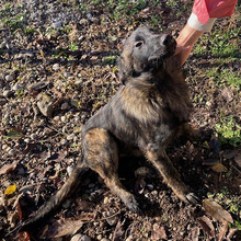 KUZMA, Hund, Mischlingshund in Kroatien - Bild 6