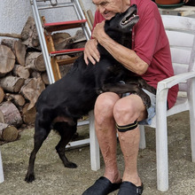 REX, Hund, Mischlingshund in Kroatien - Bild 2