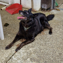 REX, Hund, Mischlingshund in Kroatien - Bild 3