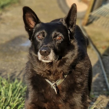 REX, Hund, Mischlingshund in Kroatien - Bild 4