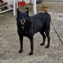 REX, Hund, Mischlingshund in Kroatien - Bild 5