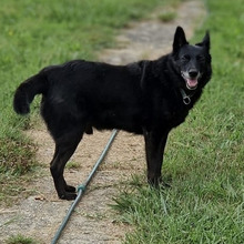 REX, Hund, Mischlingshund in Kroatien - Bild 6