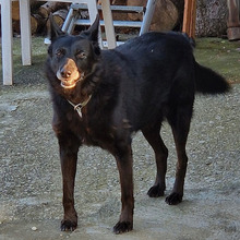 REX, Hund, Mischlingshund in Kroatien - Bild 8