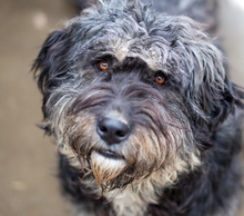 CORA, Hund, Mischlingshund in Duisburg