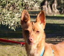 MAGGIE, Hund, Podenco in Spanien