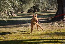 MAGGIE, Hund, Podenco in Spanien - Bild 10