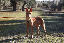 MAGGIE, Hund, Podenco in Spanien - Bild 11