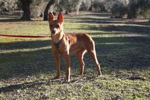 MAGGIE, Hund, Podenco in Spanien - Bild 12