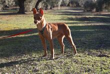 MAGGIE, Hund, Podenco in Spanien - Bild 13