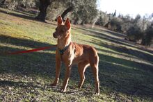 MAGGIE, Hund, Podenco in Spanien - Bild 14