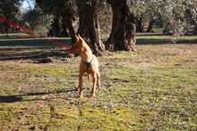 MAGGIE, Hund, Podenco in Spanien - Bild 15