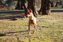 MAGGIE, Hund, Podenco in Spanien - Bild 16