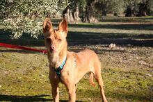 MAGGIE, Hund, Podenco in Spanien - Bild 2