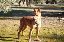 MAGGIE, Hund, Podenco in Spanien - Bild 3