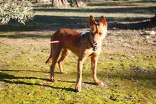 MAGGIE, Hund, Podenco in Spanien - Bild 4