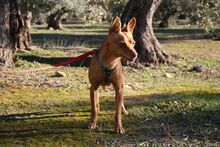 MAGGIE, Hund, Podenco in Spanien - Bild 5